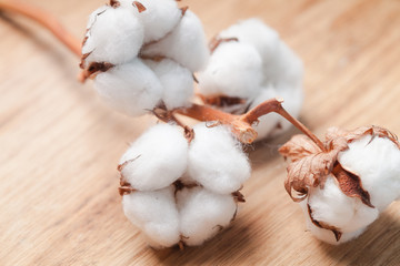 Cotton flower
