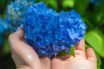 Hart of Hydrangea