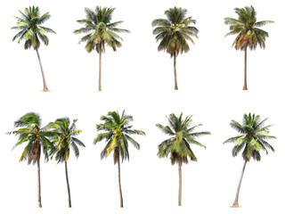 Difference of coconut tree isolated on white