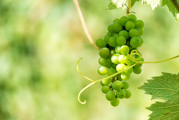 Fresh bunch of white grapes on the field
