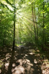 Fototapeta premium forest