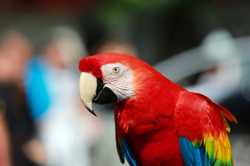 Parrot - Red Blue Macaw