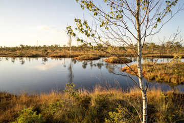 wooden footpath on the bog