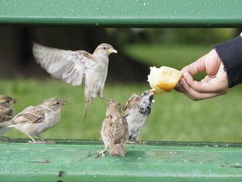 Ni&ntilde;o dando de comer a los p&aacute;jaros en Annecy (Francia)