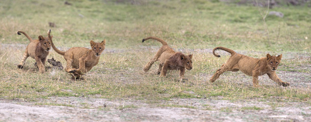 Fototapeta premium Wild lion cubs playing