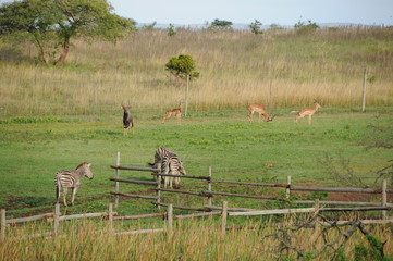 Animaux africains