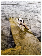 CANE BIANCO E NERO CHE GIOCA NELL'ACQUA CON UN BASTONE IN BOCCA © fotoeg