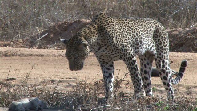 Leopard inspects his kills scartered on the road