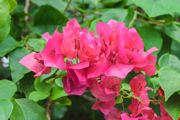 bougainvillea flowers pink