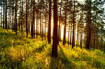 Obraz premium Sunset behind the Forest