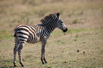 zebra