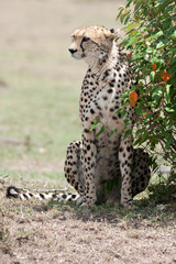 cheetah