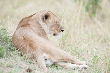 lion