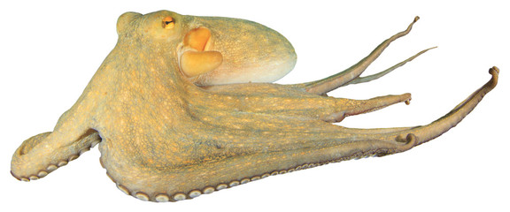 Living underwater octopus isolated on white background © Richard Carey