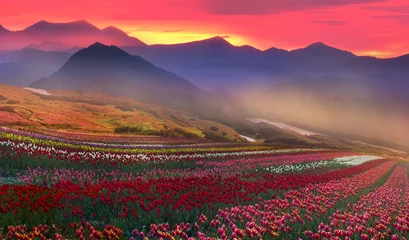 Meubelstickers blooming tulips © panaramka