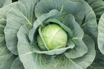 close-up of fresh cabbage vegetable in field background