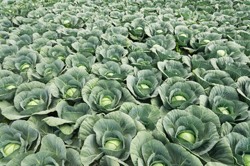 white cabbage field