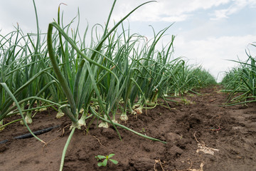 Onion plantation in the farmland