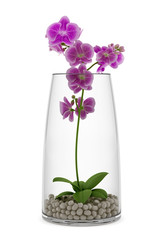 purple orchid flower in glass vase isolated on white background