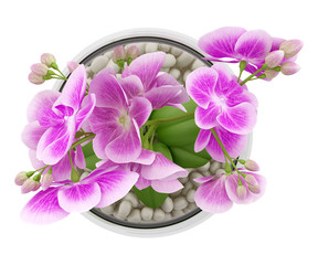 top view of purple orchid flower in glass vase isolated on white