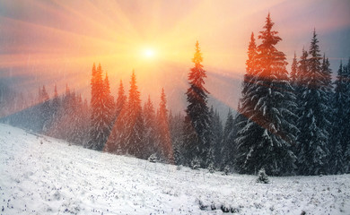 Alpine is the climate