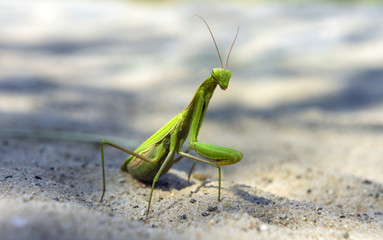 Mantis religiosa