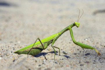 Mantis religiosa