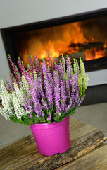 Calluna Vulgaris Heidekraut vor Kamin