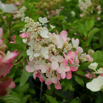 Hydrangea paniculata Pinky Winky