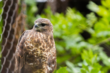 Falcon