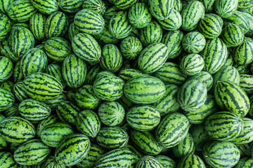 many green sweet watermelon group