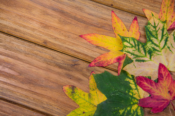 Obraz premium Beautiful red autumn color leaves on wood background