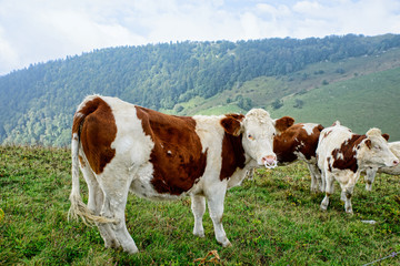 cow in the mountain pastures