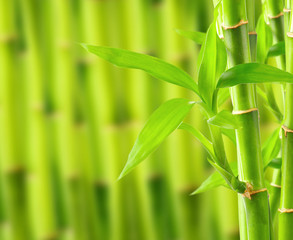 Naklejka premium Bamboo background with copy space