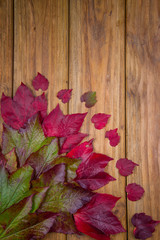 Beautiful red autumn color leaves on wood background