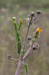 mantide religiosa (Mantis religiosa)