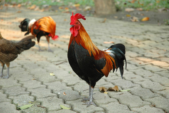 Free-range Rooster at Garden