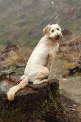 Dog Sitting on Tree Trunk
