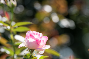 Obraz premium 薔薇