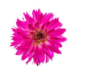 Fototapeta premium beautiful pink dahlia