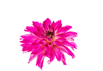 beautiful pink dahlia