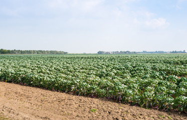 Fototapeta na wymiar Partially harvested field with Brussels sprouts
