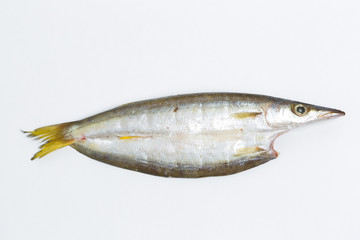 カマスの干物