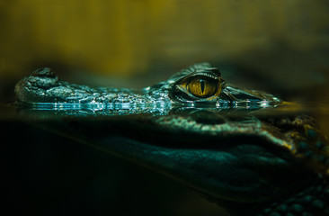 krokodil alligator close-up