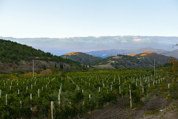 Fototapeta na wymiar vineyard at the foot of the mountain
