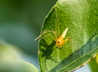 Yellow Spider on a leaf