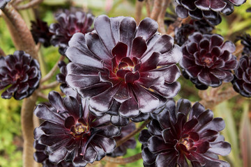 Aeonium Zwartkop
