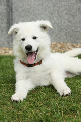 Beautiful puppy of White Swiss Shepherd Dog lying