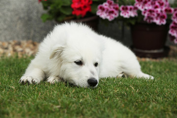 Beautiful puppy of White Swiss Shepherd Dog lying