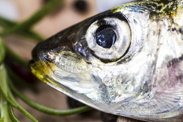 Macro shot of a sardine head